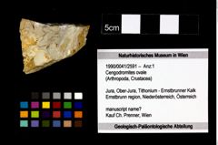 Foto (Objekt + Etikett) von Cengodromites ovale  (NHMW-GEO-1990-0041-2591)
